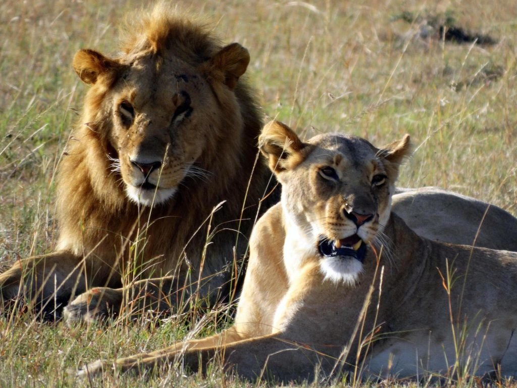 5 days Tarangire, Serengeti, Ngorongoro, and Manyara safari