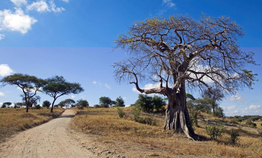 1 day Tarangire safari